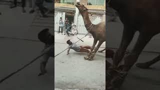 DANGEROUS CAMEL QURBANI  || Vaali kom #shorts