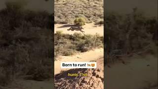 "Cheetahs Have Built-In Sunglasses?! "    #shorts #shortsfeed #cheetah #viraltrending #viralreels