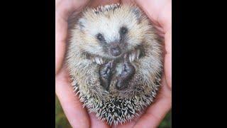 Hedgehogs and Badgers