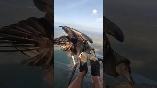 Unbelievable: Vulture Lands on Paraglider Over Brazil