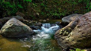 Find Balance and Peace | Richfull Melodic of 4K Jungle River Rhythm to Release Tension and Relax