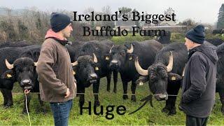 Biggest Buffalo Farm in Ireland, MASSIVE #farm #farming #irish