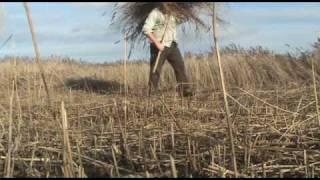 Mowing Norfolk Reed with an Austrian Scythe