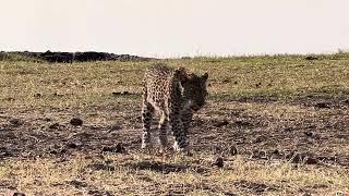 Female leopardess hading back to her impala kill.