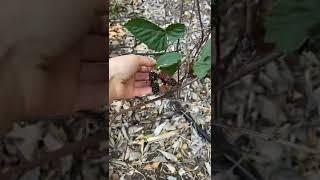 It grows in our backyard  #travelusa #shorts #usa #california