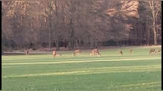 To the field #veluwe #wildlife