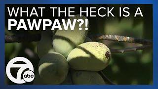 Move over pumpkin spice: Pawpaw fruit is the new taste of fall in Michigan