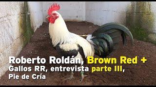 Roberto Roldán, Brown Red +, Gallos RR, entrevista parte III, Pie de Cría oficial