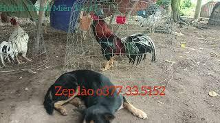 Xem gà vui vẻ nhé anh em