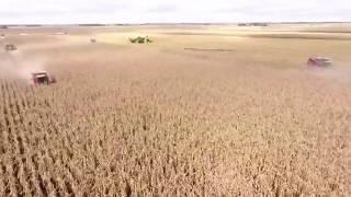 Custom Harvest | Corn Harvest | Drone Video