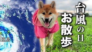 【台風まで30分】早く帰りたい飼い主とマイペースな柴犬コマちゃん