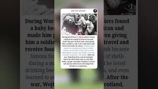 The Real Bear Who Fought in World War II ️ | #fact #facts #shorts