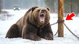 Woman Finds a Freezing Grizzly Bear Tied to a Tree – What She Did Next Shocked Everyone!