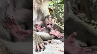 Lovely Baby Monkey So Adorable