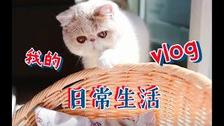 加菲猫包子的生活小片段—早餐后开心的包子imBaozi