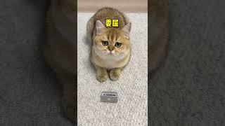 【牛奶是只猫】这下一猫一个小电脑，不用再排队队看猫和老鼠了！