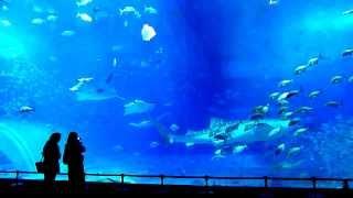 Aquarium with massive shark tank in Okinawa, Japan