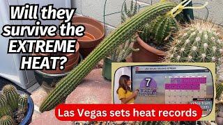 How is my Cactus Collection under EXTREME HEAT?