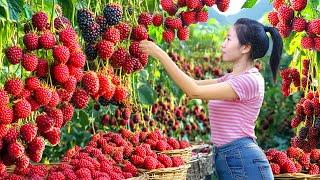 Harvesting Wild Fruits, Make Wild Fruit Juice Go To Market Sell | Harvesting Farm Produce