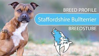 ► Staffordshire Bull Terrier Breed [2020] Temperament & Training