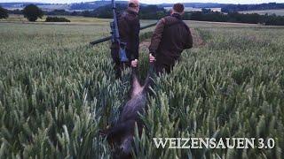 Weizensauen | Chancen nutzen - Jagdkrone