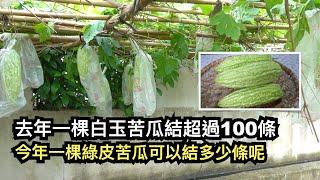 去年一棵白玉苦瓜結超過100條 今年一棵綠皮苦瓜可以結多少條呢？