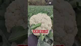 蔬菜泡种时间表种菜出苗快又齐 #农业种植 #蔬菜种植 #种子泡水时间表 #种子催芽 #蔬菜种植种菜小技巧