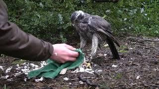 Falconry - The Trade Off