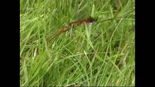 Ruddy Darter egg laying