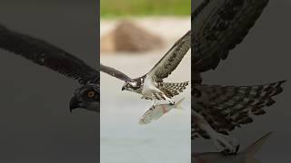 Hungry Osprey grabs big fish from the shallows and takes it airborne.