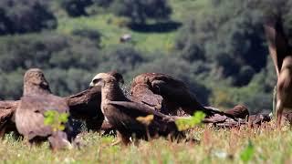 Fauna en Cádiz.