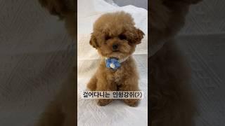 우리 알콩이 꽃목걸이 했다구요!!!  좀있으면(?) 봄이니까!!