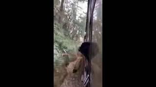 Shimla to Kalka toy train