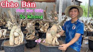 01/07 Phôi Hoa Giấy Mỹ | Hàng To Khủng Chào Bán Tặng Kèm Bo Ghép..  078 4694419 Đông Võ