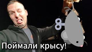 ПОЙМАЛИ КРЫСУ ЗА ПАРУ ЧАСОВ.   #serverok #youtube #влогикаждыйдень 