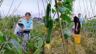 种植100天摘菜几分钟，茄子丝瓜进入采摘期，老爸最开心的时候！