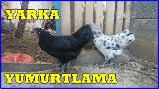 AUSTRALORP YARKALARIM BÜYÜYOR ! (Kaç Aylıkken Yumurtlar?)