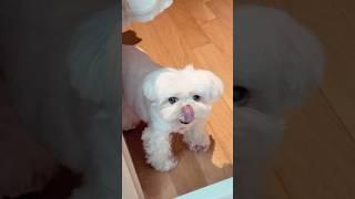 둡무룩 #강아지 #댕댕이 #말티즈 #강아지브이로그 #브이로그 #vlog #dog #pets