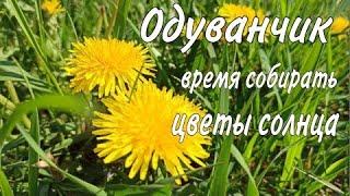 Одуванчик. Время собирать эти очень ценные цветы. Делаем заготовки для чая на целый год.