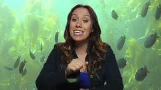 Ocean Food Chain and Food Webs- Friends with Fins