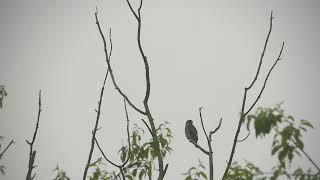 Broad-winged hawk visits a Caledon Ontario nature reserve