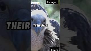 "Vultures: The Real Kings of the Skies"