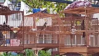 CŨ NGƯỜI MỚI TA - CHÀO MÀO TÊ PHÁCH QUÁ ĐẸP #T7- CHÀO MÀO HÓT ĐẤU