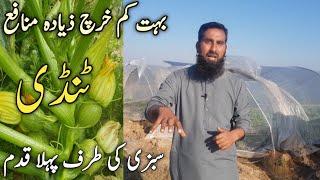 Tindi plant |How to grow summer squash |When to plant round green squash |Squash planting guide