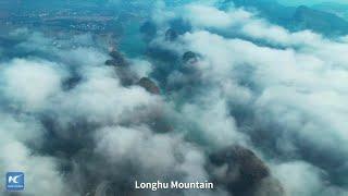 "Legendary" birds in Taoist mountain