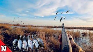 SOLO Afternoon Duck Hunt Mixed Bag | Duck Hunting 2025