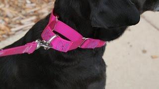 How To Use A Martingale Dog Collar