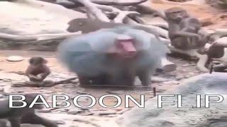 Baboon flip