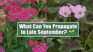 Perennials You Can Still Propagate in Late September