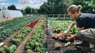 Jack's Patch / Urban Permaculture Farm in London